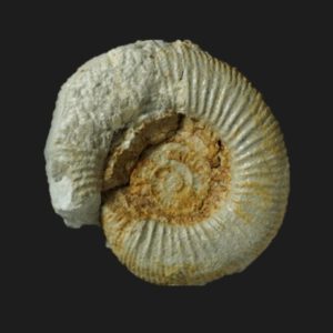 Dactylioceras eodactylites biscayensis microconque Toarcien inférieur Vendée