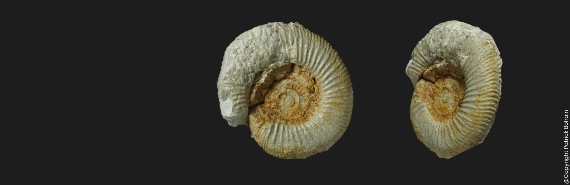 Dactylioceras eodactylites biscayensis microconque Toarcien inférieur Vendée