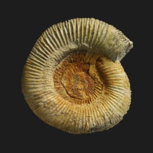 Toarcien dactylioceras eodactylites biscayensis transient orthodactylites crosbeyi ammonite fossile