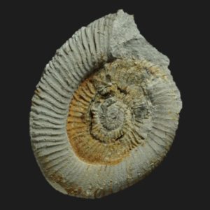 Dactylioceras Eodactylites mirabile Toarcien inférieur Vendée ED3