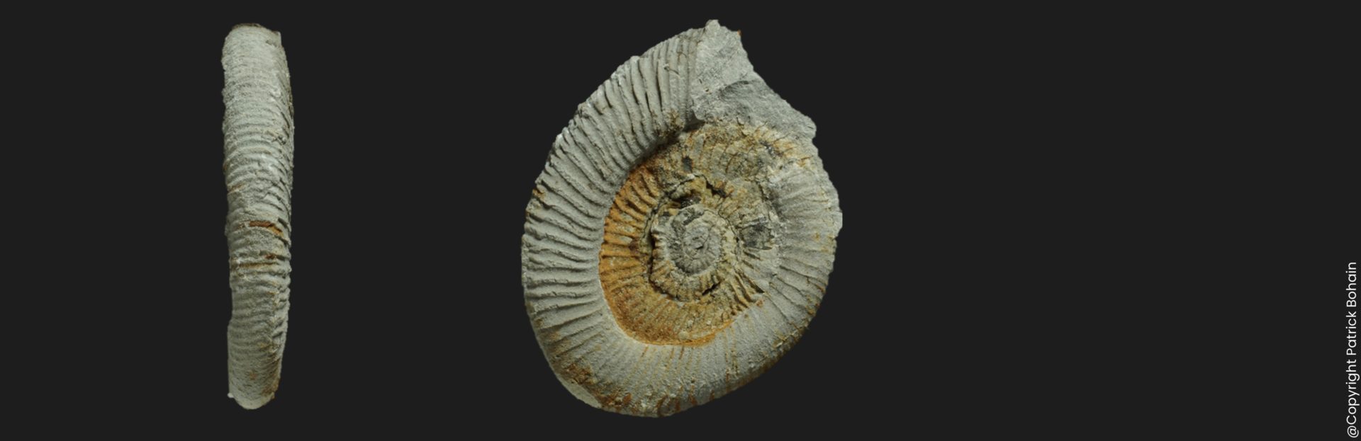 Dactylioceras Eodactylites mirabile Toarcien inférieur Vendée ED3