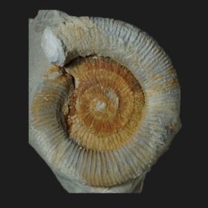 Dactylioceras Eodactylites mirabile Toarcien inférieur ammonite fossile