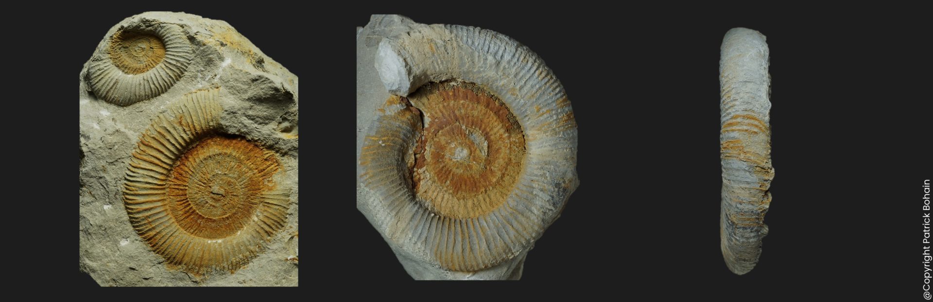 Dactylioceras Eodactylites mirabile Toarcien inférieur ammonite fossile