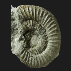 Dactylioceras eodactylites triangulum Toarcien inférieur Vendée DX2