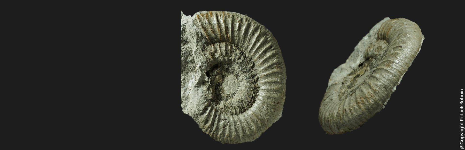 Dactylioceras eodactylites triangulum Toarcien inférieur Vendée DX2
