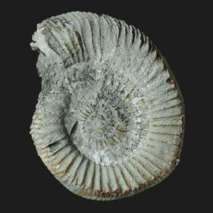 Dactylioceras eodactylites triangulum Toarcien inférieur Vendée ammonite fossiles