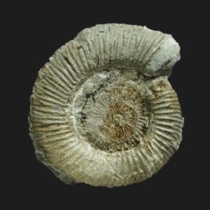 Dactylioceras eodactylites vendeense Toarcien inférieur Vendée