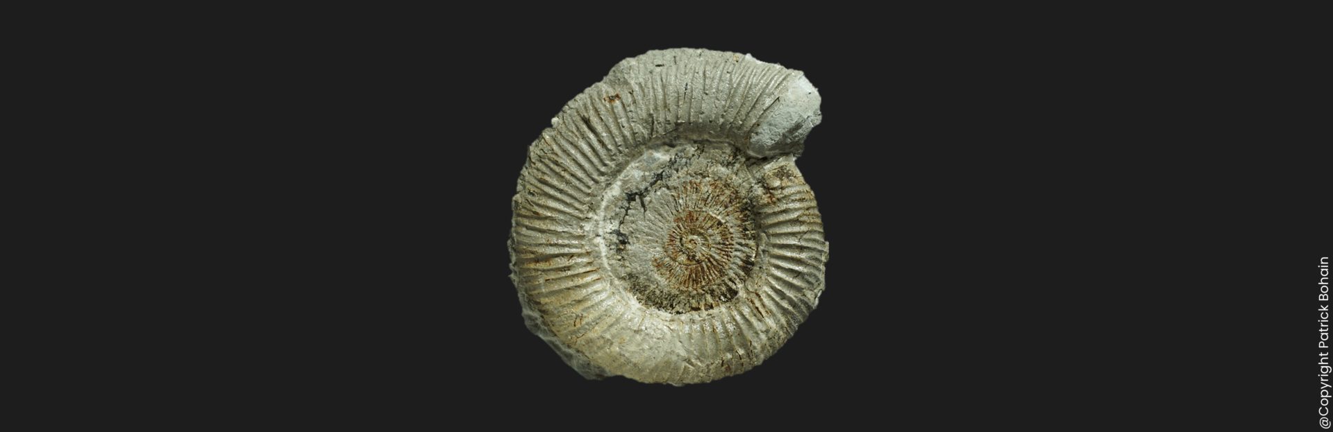 Dactylioceras eodactylites vendeense Toarcien inférieur Vendée