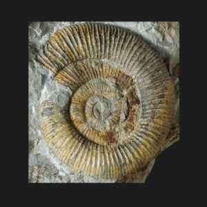Toarcien dactylioceras orthodactylites aequistriatum z124 hv9 s56 ammonite fossile