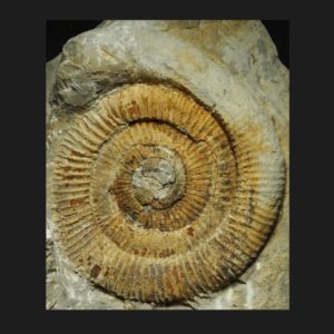 Dactylioceras Orthodactylites annulatum hypermorphe Toarcien inférieur Vendée ammonite fossile