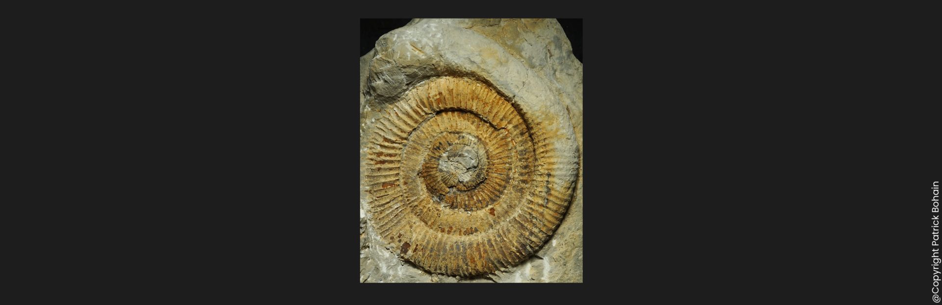 Dactylioceras Orthodactylites annulatum hypermorphe Toarcien inférieur Vendée ammonite fossile