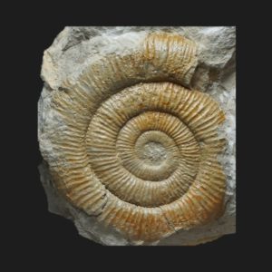 Toarcien dactylioceras orthodactylites annulatum li3 jk2 ammonite fossile