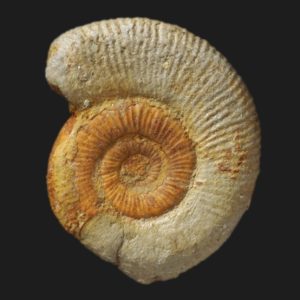 Dactylioceras Orthodactylites attenuatus microconque Toarcien inférieur