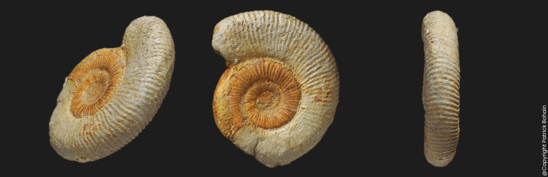 Dactylioceras Orthodactylites attenuatus microconque Toarcien inférieur