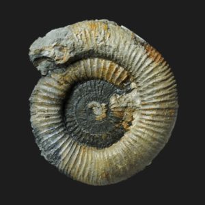Toarcien dactylioceras orthodactylites clevelandicum fg4 ammonite fossile