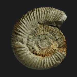 Dactylioceras orthodactylites ernsti Toarcien inférieur Vendée