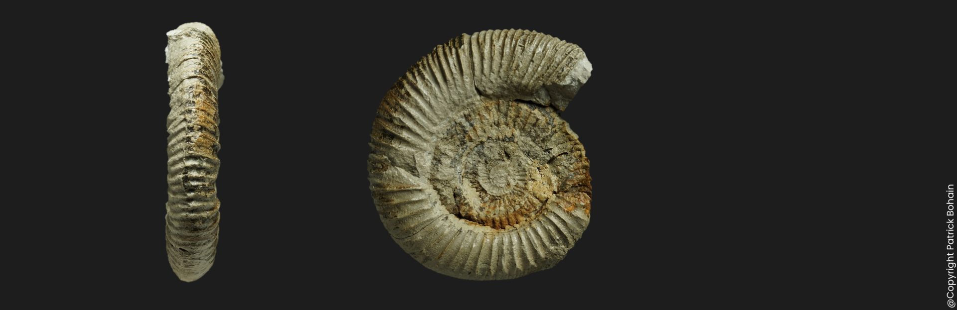 Dactylioceras orthodactylites ernsti Toarcien inférieur Vendée