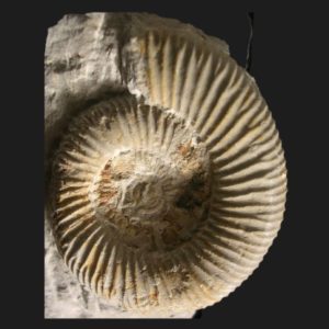 Dactylioceras orthodactylites hispanum Toarcien inférieur Vendée ammonite fossile