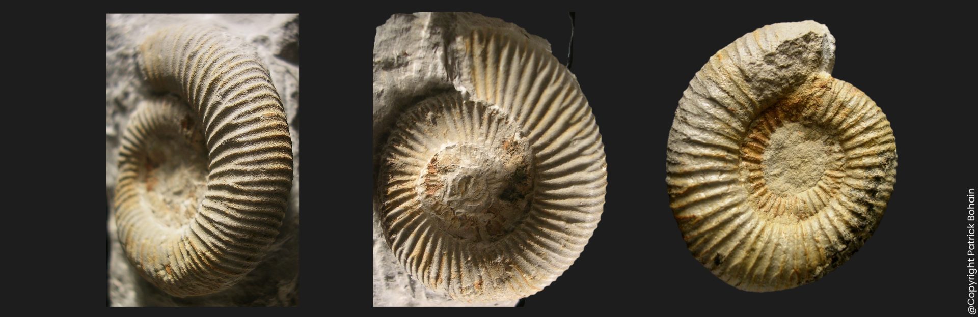 Dactylioceras orthodactylites hispanum Toarcien inférieur Vendée ammonite fossile