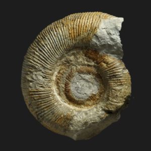 Toarcien dactylioceras orthodactylites semicelatum lp8 ammonite fossile