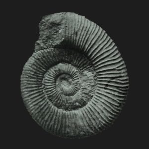 Dactylioceras Orthodactylites tenuicostatum microconque Toarcien inférieur Vendée