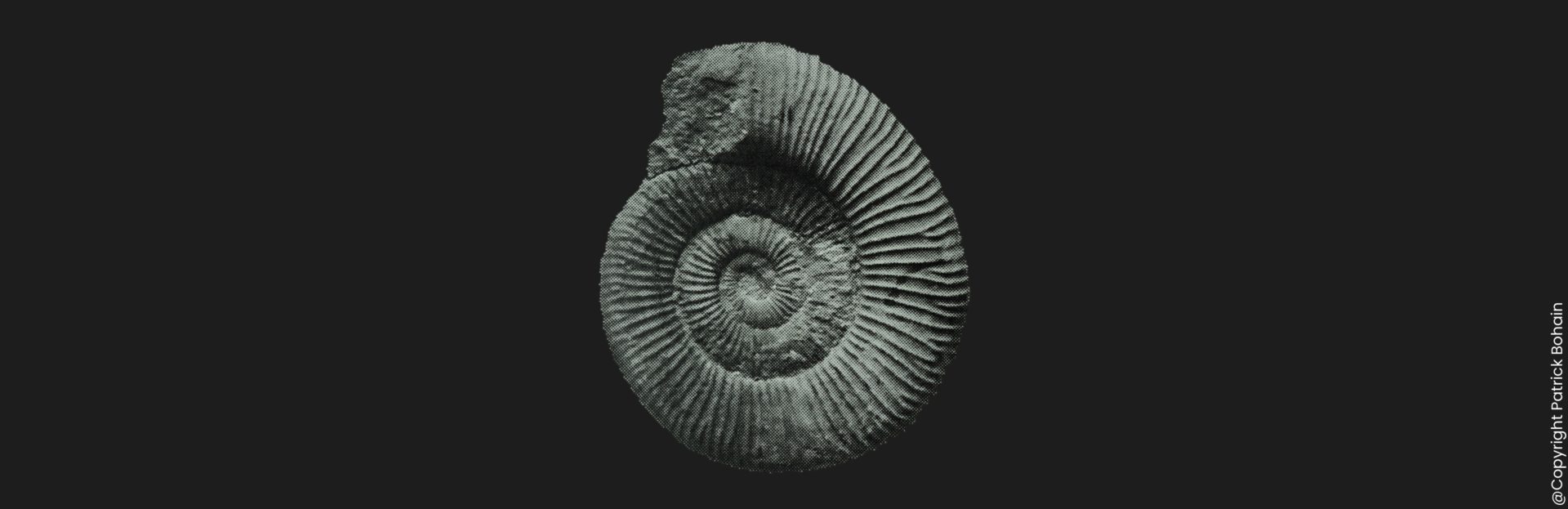 Dactylioceras Orthodactylites tenuicostatum microconque Toarcien inférieur Vendée