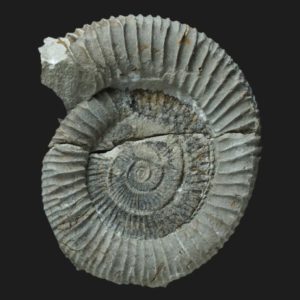 Dactylioceras Orthodactylites toxophorum Toarcien inférieur ammonite fossile
