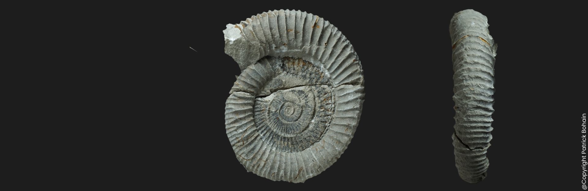 Dactylioceras Orthodactylites toxophorum Toarcien inférieur ammonite fossile