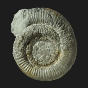 Dactylioceras Orthodactylites clevelandicum Toarcien inférieur Vendée ammonite fossile