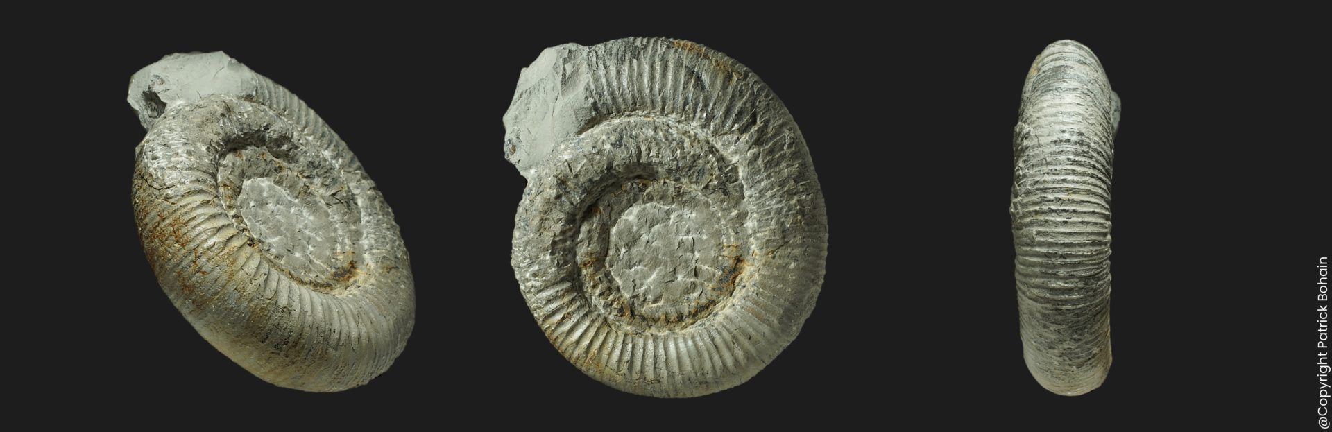 Dactylioceras (Orthodactylites) clevelandicum Toarcien inférieur Vendée ammonite fossile