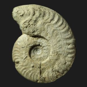 Harpoceras falciferum Toarcien inférieur Vendée ammonite fossile