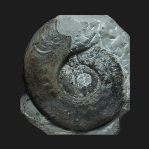 Harpoceras kisslingi Toarcien inférieur Vendée ammonite fossile