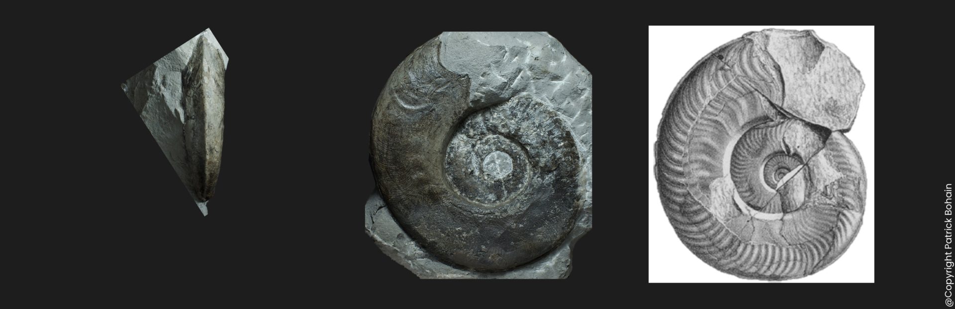 Harpoceras kisslingi Toarcien inférieur Vendée ammonite fossile