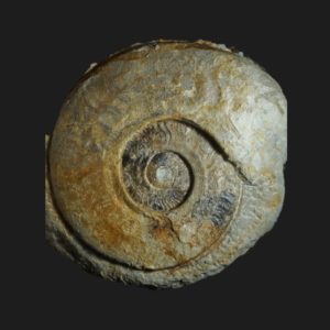 Toarcien harpoceras rulleaui hv6 ammonite fossile