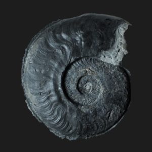 Harpoceras rulleaui Toarcien inférieur Vendée ammonite fossile