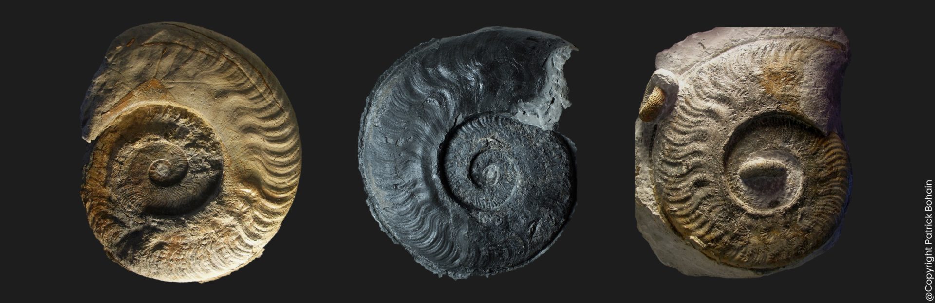 Harpoceras rulleaui Toarcien inférieur Vendée ammonite fossile