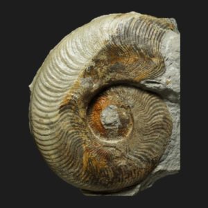 Harpoceras serpentinum Toarcien inférieur Vendée ammonite fossile