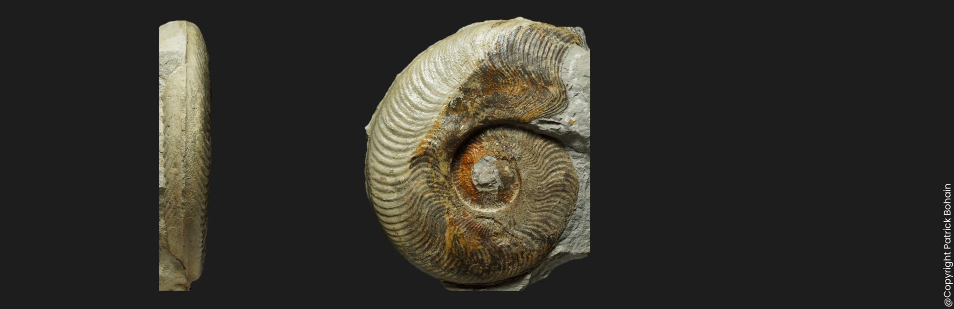 Harpoceras serpentinum Toarcien inférieur Vendée ammonite fossile