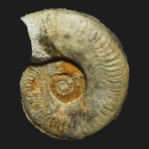 Harpoceras serpentinum forme alternatum Toarcien inférieur Vendée ammonite fossile