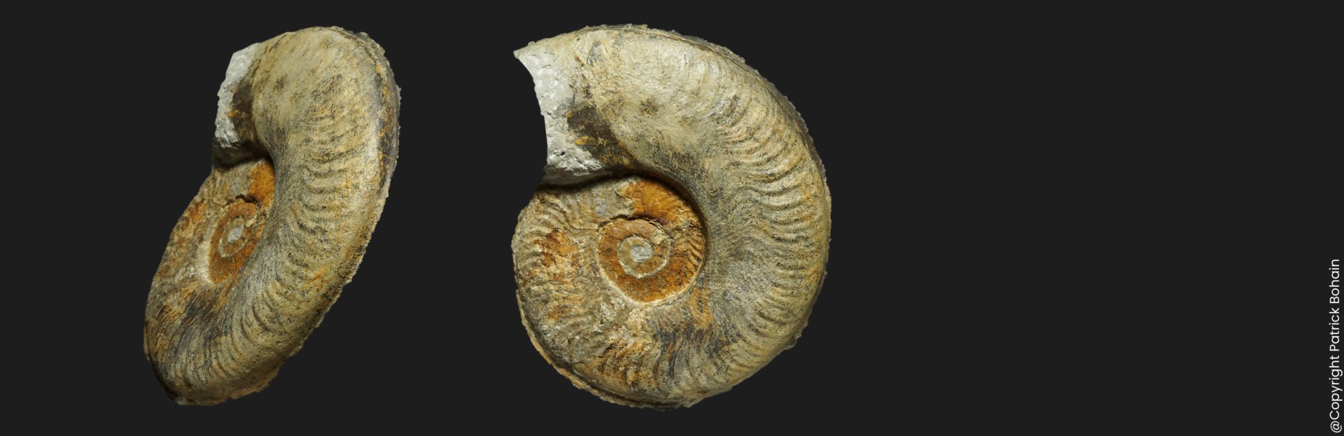 Harpoceras serpentinum forme alternatum Toarcien inférieur Vendée ammonite fossile