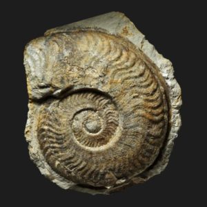 Harpoceras serpentinum transient falciferum Toarcien inférieur Vendée ammonite fossile