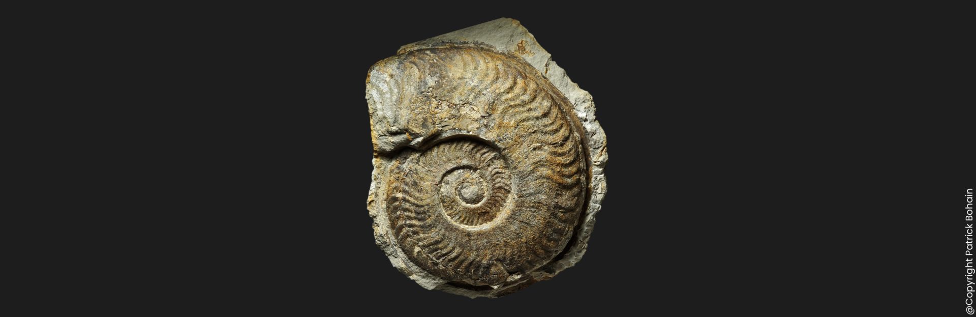 Harpoceras serpentinum transient falciferum Toarcien inférieur Vendée ammonite fossile