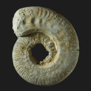 Harpoceras strangewaysi Toarcien inférieur Vendée ammonite fossile