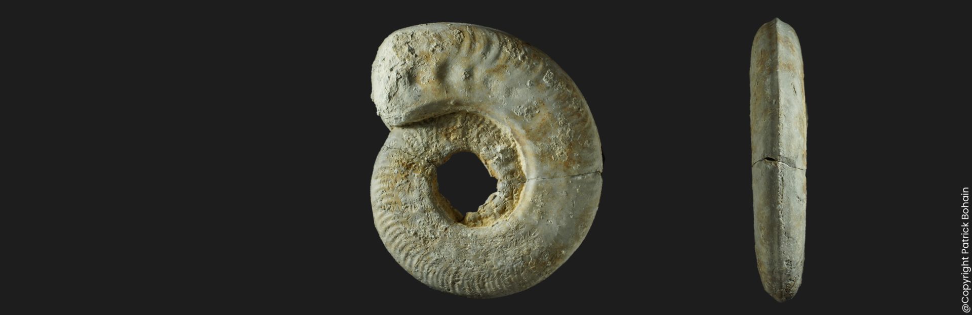 Harpoceras strangewaysi Toarcien inférieur Vendée ammonite fossile