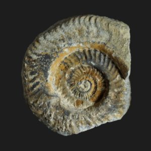 Hildaites forte Toarcien inférieur Vendée ammonite fossile