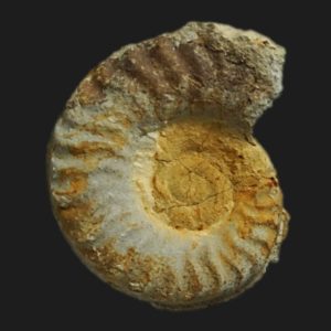 Hildaites forte microconque Toarcien inférieur Vendée ammonite fossile