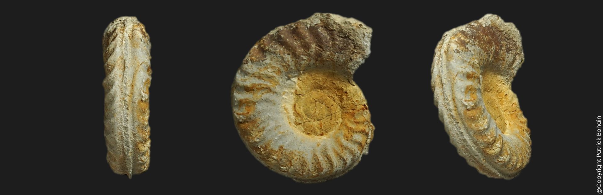 Hildaites forte microconque Toarcien inférieur Vendée ammonite fossile