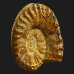 Hildaites pionneaui Toarcien inférieur Vendée ammonite fossile
