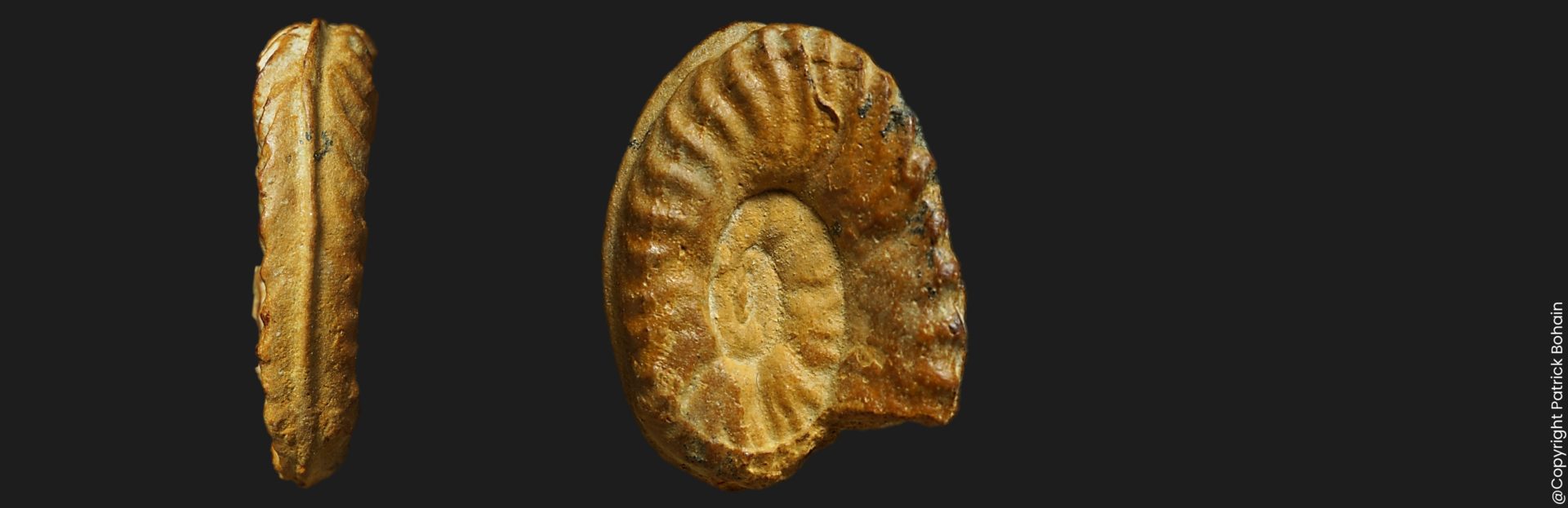 Hildaites pionneaui Toarcien inférieur Vendée ammonite fossile