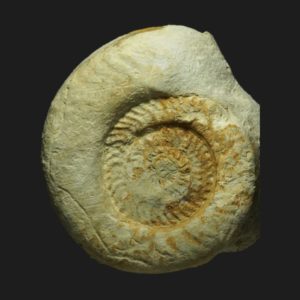 Hildaites proserpentinus Toarcien inférieur Vendée ammonite fossile